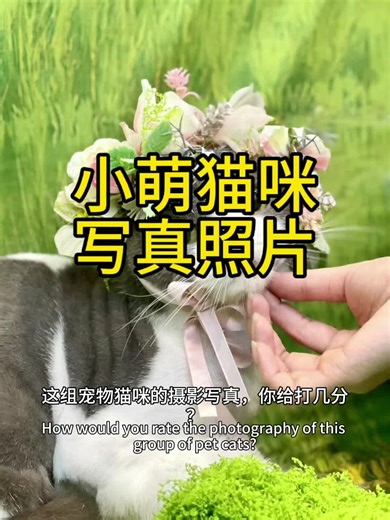 Clever pet product บน TikTok