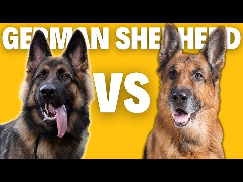 American German Shepherd Vs European German Shepherd