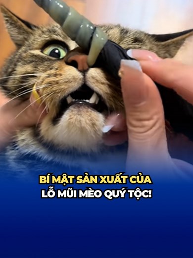 1.2M views · 3.4K reactions | Nhà máy kẹo kéo đa năng: bí mật sản xuất của lỗ mũi mèo quý tộc! #tintuc #news #funnyvideos #VietnamRoadToMissCosmo #UniCorp #UniMedia #UniNetwork | Vietnam Road To Miss Cosmo | Facebook