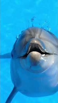 You Won’t Believe How These Animals Hear!