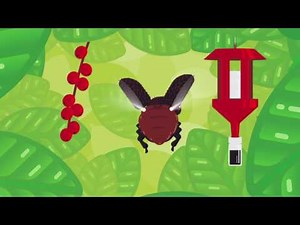 Trapping Insects to Protect Crops