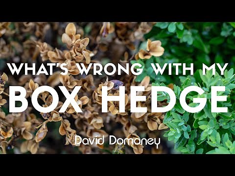 The Ultimate Guide to Box Hedge Care & Problems