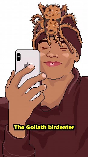 The Goliath birdeater is the world's largest living spider. #animalfacts #animation #pixelart #science Subscribe on YouTube for full video!