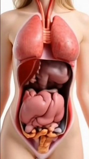 Human Anatomy in 3D | Internal Organs Visualization for Medical Learning