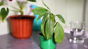 How To Water Peace Lily: (2025 Expert Guide)