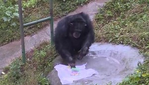 26K views · 1.2K reactions | Chimpanzee goes viral for washing...