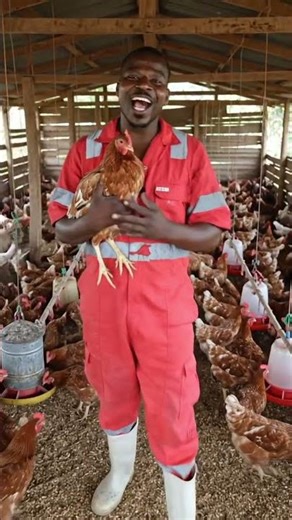 The chicken farm. poultry farming in africa #katapsfarm #chickenfarm#chicken