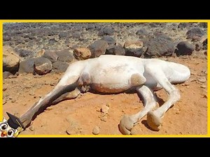 20 animals you should NEVER touch