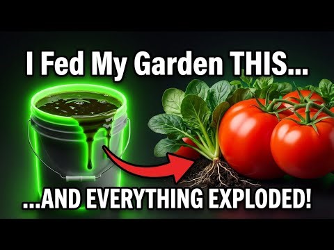 Magic Fertilizer For All Vegetables | 100% Success Results!!!