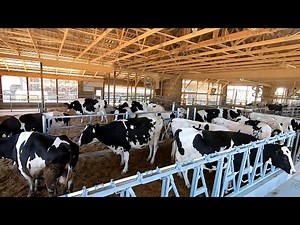 Moving Cattle into Upgraded Barn