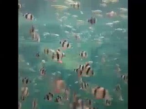 21K views · 160 reactions | Can you guess what.....or who is coming next? Brilliant photo-bomb at Chester Zoo! | BBC Merseyside | Facebook