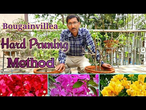 How to Hard Prune Bougainvilleas and get maximum flowers.