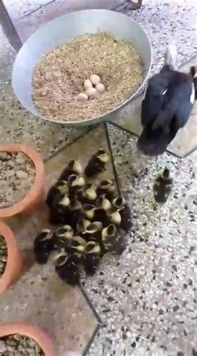 both ducks with their ducklings #shortvideo #birds #mahshallah #duck #bird #ducklings #harlequinduck