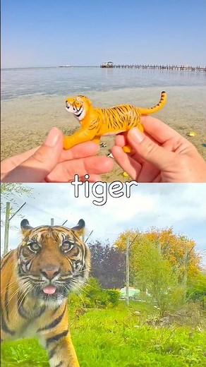 Kids Learn | Animal Names at the Lagoon: Kangaroo Tiger Cat Elephant