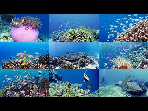 [4K] 癒しのサンゴ礁の海中世界（セブ島・フィリピン ）Relaxation underwater video around CEBU Island,Philippines