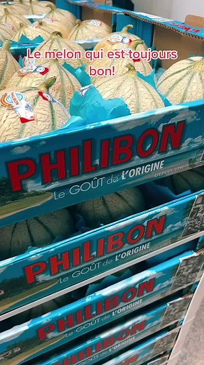 Melon Philippon : Le Meilleur Melon Français