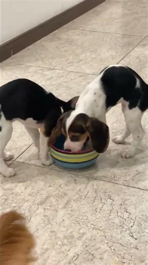 The sound of teeth grinding comes from time to time#The confusing behavior of animals#Luck