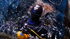 9.8K views · 87 reactions | Ever wondered what our Husbandry team get...