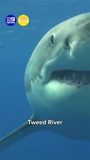 Experts say the spike is because of breeding season and big baitfish drawing sharks closer to shore. #9News | 9 News