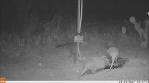 You know that one friend, the one that will hang with you through even your...different...plans? The one that you share the most memories with...good and bad? I think we found 2 armadillos like that! | Kerr & Mason Mountain Wildlife Management Areas - Texas Parks and Wildlife