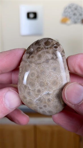 591K views · 10K reactions | I wasn't sure how this one was going to turn out because there wasn't much pattern showing on it. The Petoskey Stone is the fossilized coral hexgonaria. It's also Michigan's state stone. | Michigan Rocks | Facebook