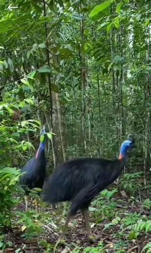 "The Majestic Papuan Cassowary – King of the Rainforest"