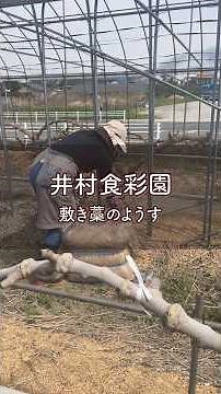 【敷き藁で行う、4月のイチジク畑管理】