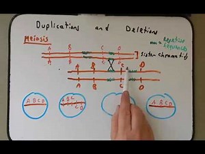 Chromosomal Deletions and Duplications