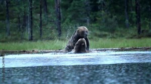 brown bear finland forest plantigrade omnivore large mammal
