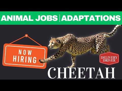 How Cheetahs Run 70 MPH 🐆 | Animal Adaptations & The Fastest Animal on Earth