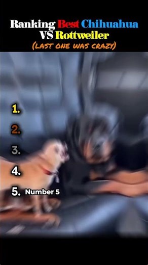 Ranking Best Chihuhua VS Rottweiler #ranking