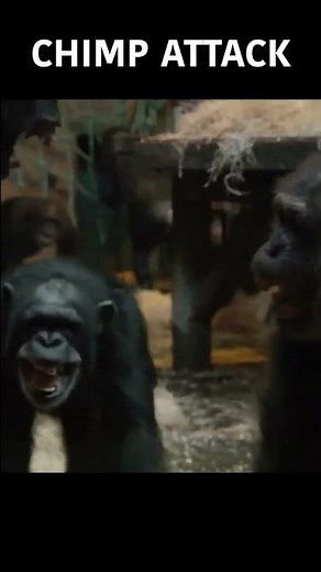 Terrifying Chimp Attack! | #SHORTS | Nature Bites