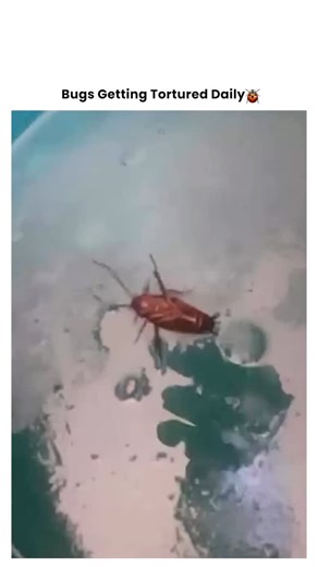Bugs Getting Tortured 🪲 on Instagram: "When the Roach Gets a Personal Blaze Blast 🔥🪰💥 It thought it could survive anything... until a focused burst of flame turned it into a crispy critter. This isn't pest control—it's a thermal execution. 💥 The Offense: Refusing to die by conventional means. 💥 The Method: Direct flame application from a torch or lighter. 💥 The Reaction: A sudden, sizzling flare before the char. 💥 The Result: Roach incinerated, problem vaporized, area sterilized. Sometim