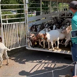 11K views · 294 reactions | Houston, the goats have landed!! | Houston Arboretum & Nature Center | Facebook