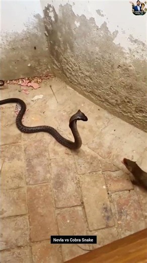 Mongoose vs Cobra Snake – Nature’s Most Fearless Battle #snake #wildliferescue #cobra #wildlife
