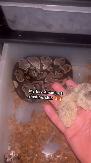My ball python shed its skin #shorts #reelschallenge #petshub #short