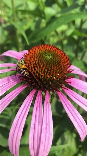 Bee or Fly? Know your Native Bees: Striped Sweat Bee #savethebees