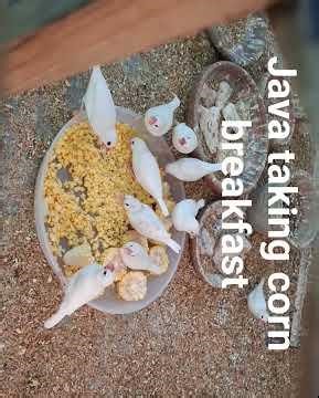 Java favourite food 🌽🌽🌽🌽🌽🌽