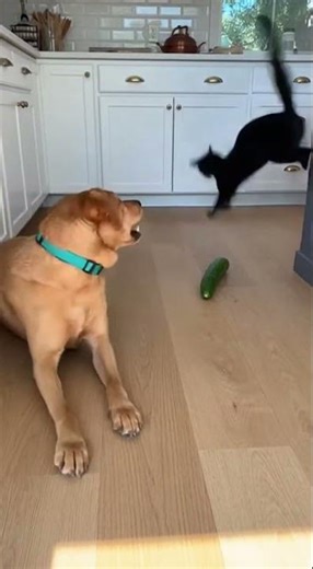 Cat vs. Cucumber: The Ultimate Scare!