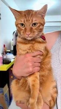 These Cats Made My Day 😭💕 Funniest Cat Moments