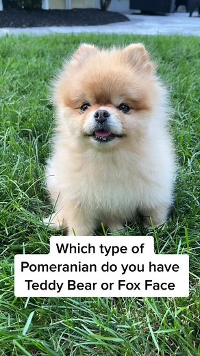 Which type of Pomeranian do you have? #fyp #lalapomeranian #dogsoftiktok #pomeranian #trend
