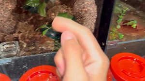 18K views · 250 reactions | MY POOR OBT TARANTULA  #exoticpet #spider #tarantula #tarantulas #exoticslair | Exotics Lair | Facebook