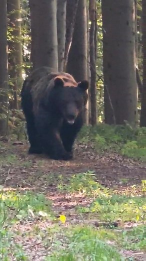 🎥 „Len na Slovensku“ Dvaja lesní robotníci si spokojne sedia na zemi, jedia svoje raňajky… pokoj, ticho, len vietor šuští v lístí, je polovica septembra, babie leto. A zrazu – z kríkov sa vynorí medvedík, taký drobný, sotva 250 kilový. 🐻 Prišiel si pozrieť, čo sa to tam deje. Na desať metrov, rovno na nich. Žiadny rev, žiadny útok – len vzájomné prekvapenie. Na oslovenie reagoval slušne, bez nervov, asi vedel, že je kriticky ohrozený a treba sa správať kultúrne. 😄 Takáto „náhodná prechádzka“ 