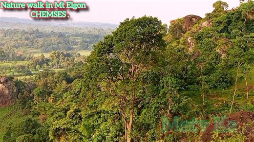 Nature ⭐ of Mt Elgon. Mt Elgon Online TV Kenya. | Mt Elgon Online TV Kenya.