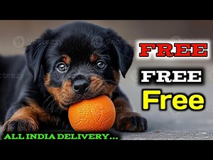 Rottweiler puppies free Adoption || Free Free ! Rottweiler puppies 2024 || #freedogadoption 🤩🤩