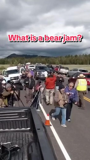Understanding Bear Jams: Nature's Traffic Stopper