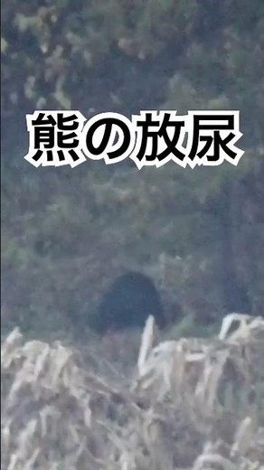 熊の放尿シーン #クマ #熊 #岩手 #月輪熊 #ツキノワグマ #出没
