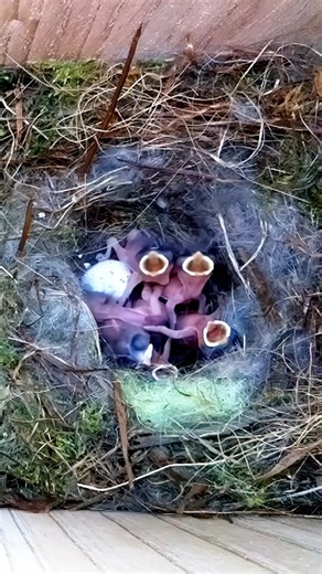 2.3K views · 89 reactions | Amazing process of the development of these Chickadee chicks #nestbox #livecam #birds #birdwatching #chickadee #cuteanimals #animallover #nature #wildlife #nestboxlive | Nest Box Live USA | Facebook