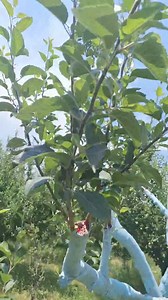 15K views · 145 reactions | Now we will upload our grafting results #teamkvf #kvf. #topgrafting. #farming #change | KVF Orchard and Nursery | Facebook