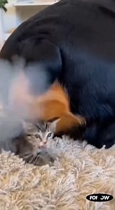 When your nap gets violently interrupted 💨😾😂 The cat did NOT sign up for this! #CatVsDog #PetDrama #FartAttack #AngryCat #DogProblems #CatLife #PetHumor #FunnyPets #AmericanPets #ViralPetVideo #ComedyPets #CatRevenge #DogFart #RelatablePets | Meowgical Moments